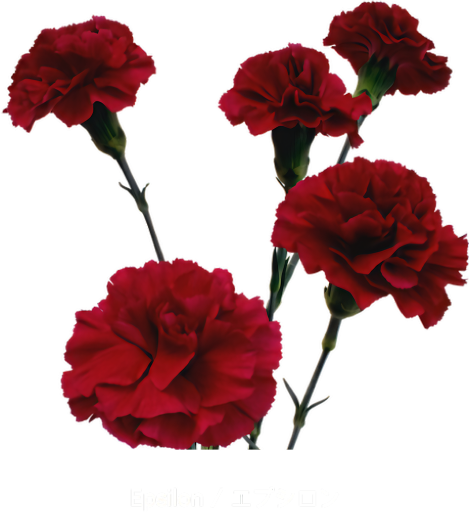 Elegant Red Carnations Wallpaper - Vibrant Floral Design on Transparent Background