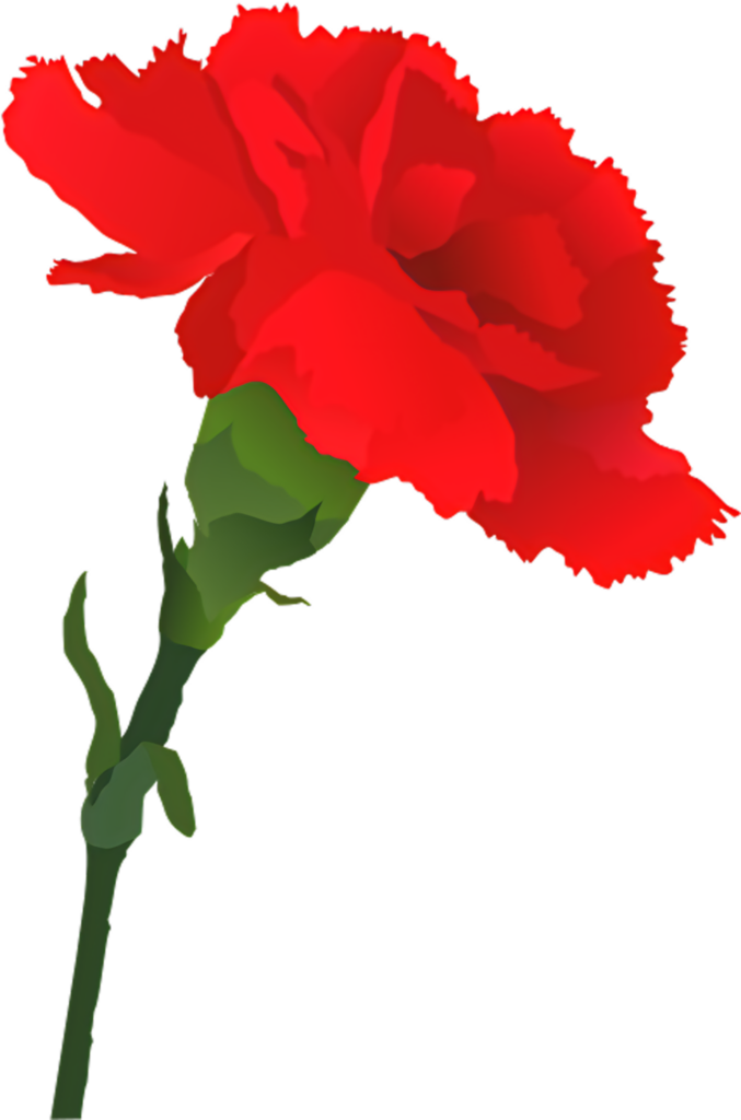 Vibrant Red Carnation Vector Wallpaper: Floral Elegance & Beauty