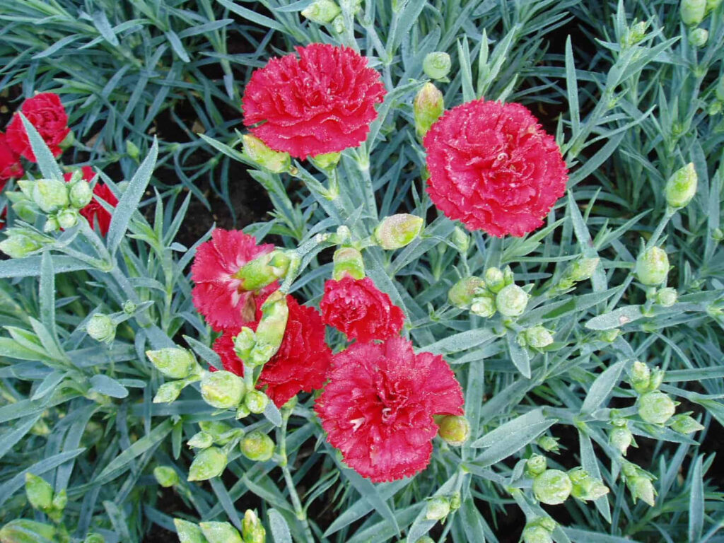 Vibrant Red Carnations Wallpaper: Lush Green Garden Background