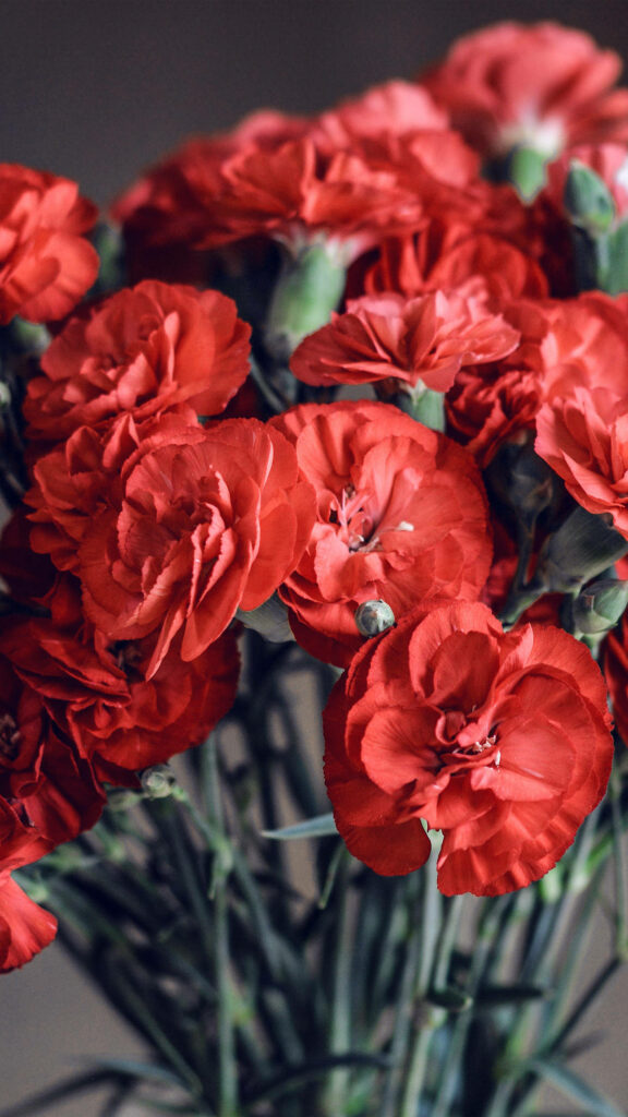 Vibrant Red Carnations Wallpaper: Elegant Spring Background for iPhone
