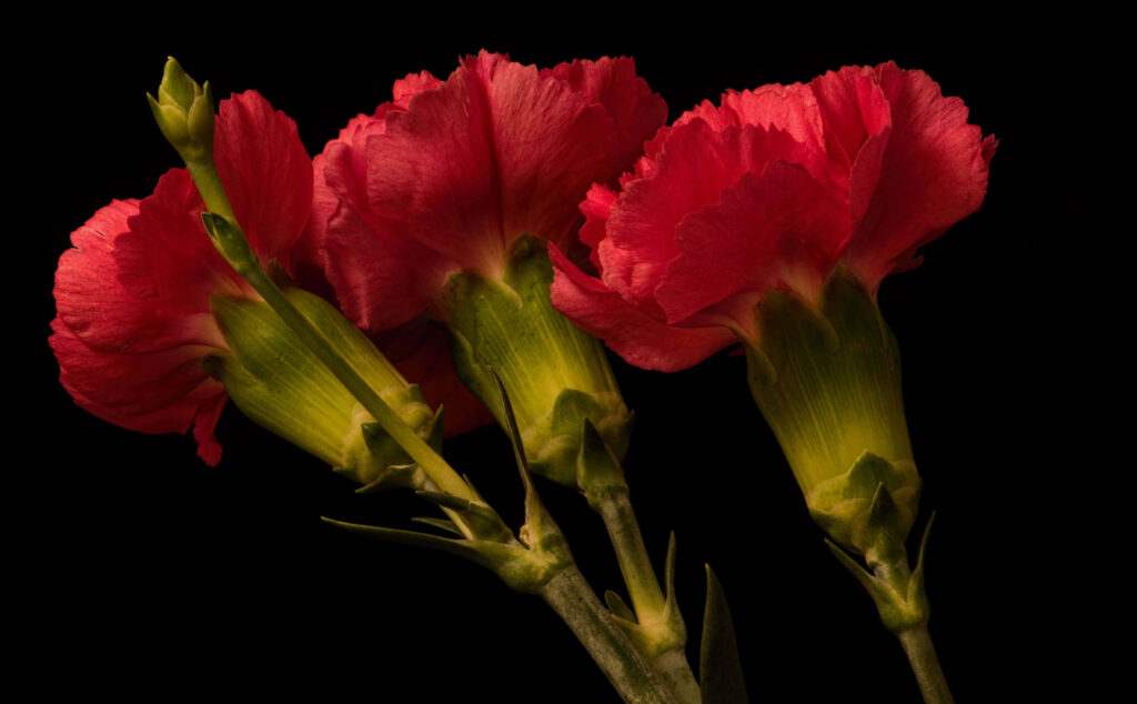 Vibrant Red Carnations Wallpaper Against Dark Background