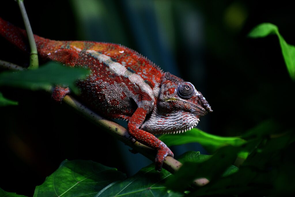 Vibrant Red Chameleon Wallpaper Amidst Lush Green Foliage