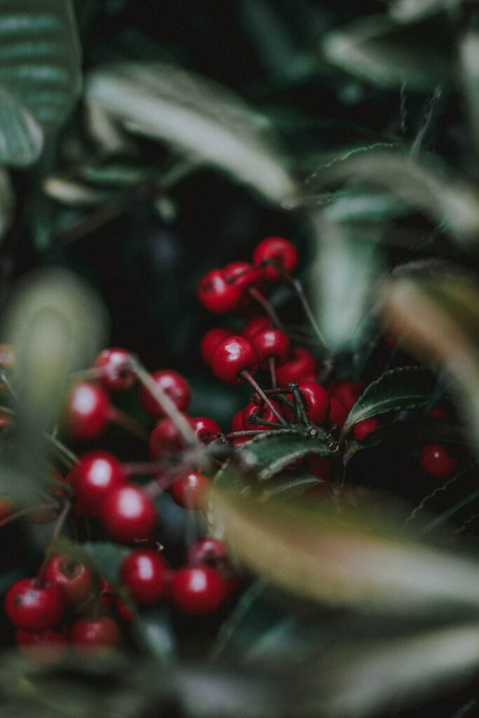 Vibrant Cherry Wallpaper: Lush Green Leaves & Berry Clusters