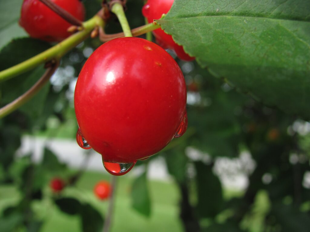 Bright Red Cherry with Water Drops: Nature Wallpaper Background