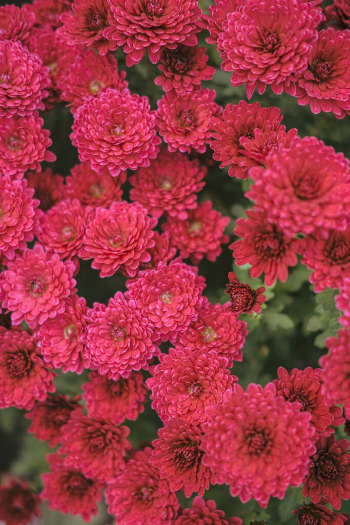Vibrant Red Chrysanthemum Wallpaper - Stunning Floral Background