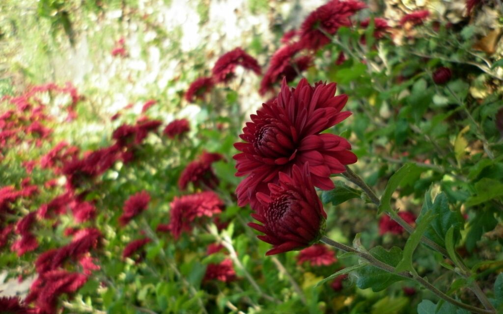 Vibrant Red Chrysanthemums on Lush Green Background - Serene Garden Wallpaper