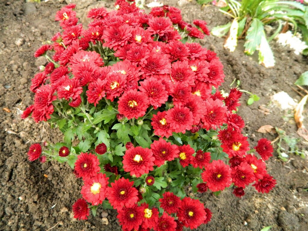 Vibrant Red Chrysanthemums Garden Wallpaper - Lively Nature Background