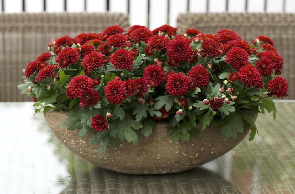 Vibrant Red Chrysanthemums in Rustic Pot - Stunning Floral Wallpaper