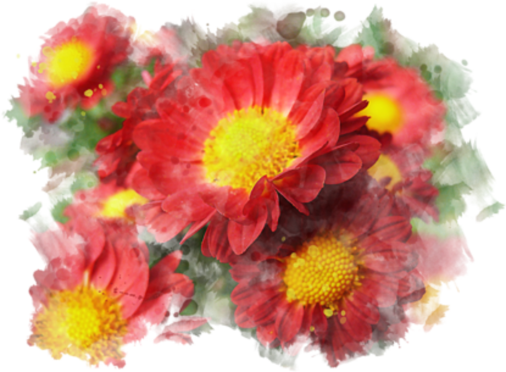 Vibrant Red Chrysanthemums Wallpaper: Natural Beauty for Your Screen