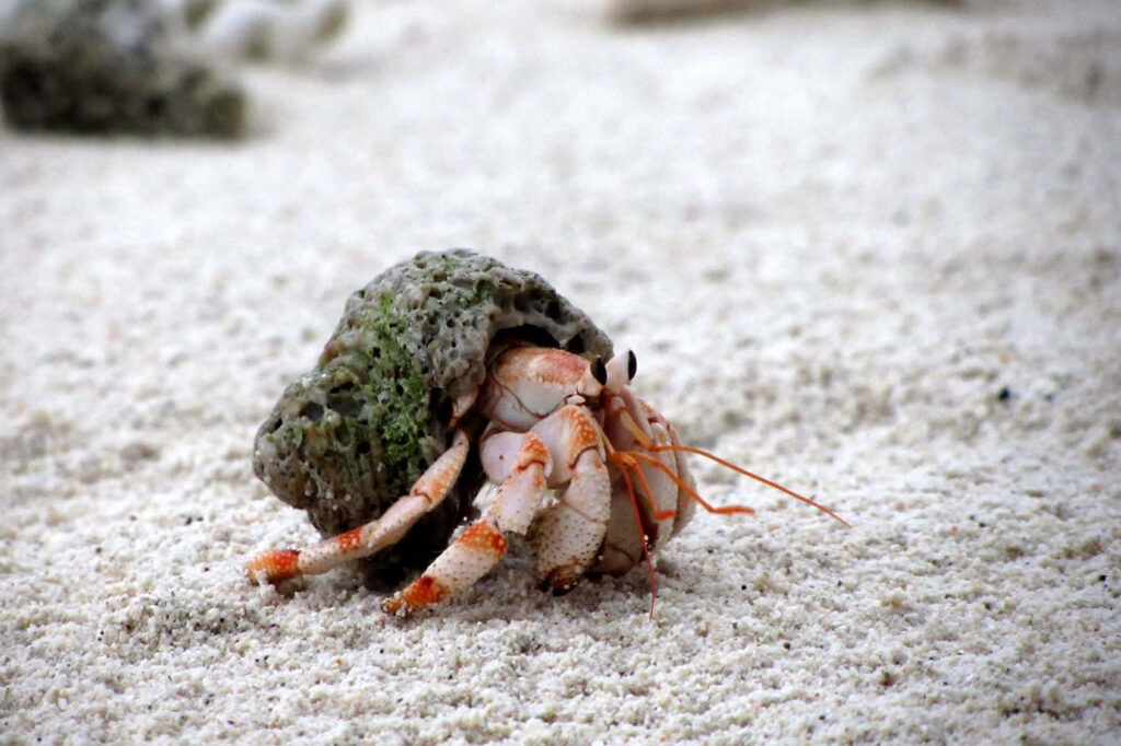 Close-up of vibrant red crab with textured shell on sandy beach highlighting marine life details Wallpaper