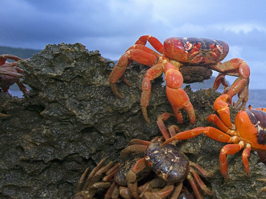 Bright red crabs climbing rugged rock under dramatic blue sky coastal wallpaper background