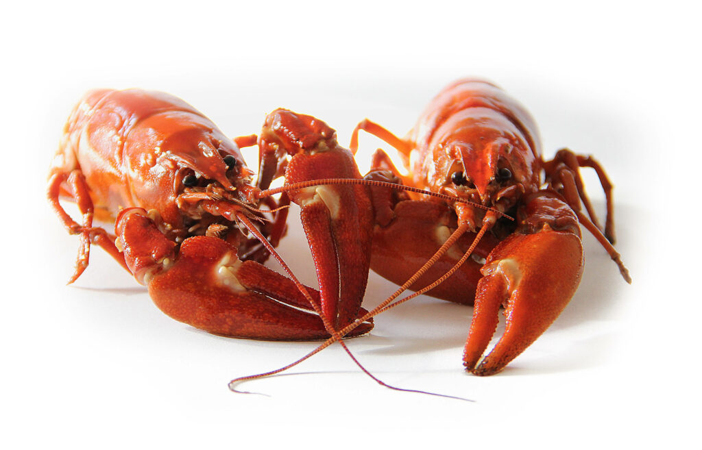 Vibrant Red Crayfish Wallpaper: Glossy Details on White Background