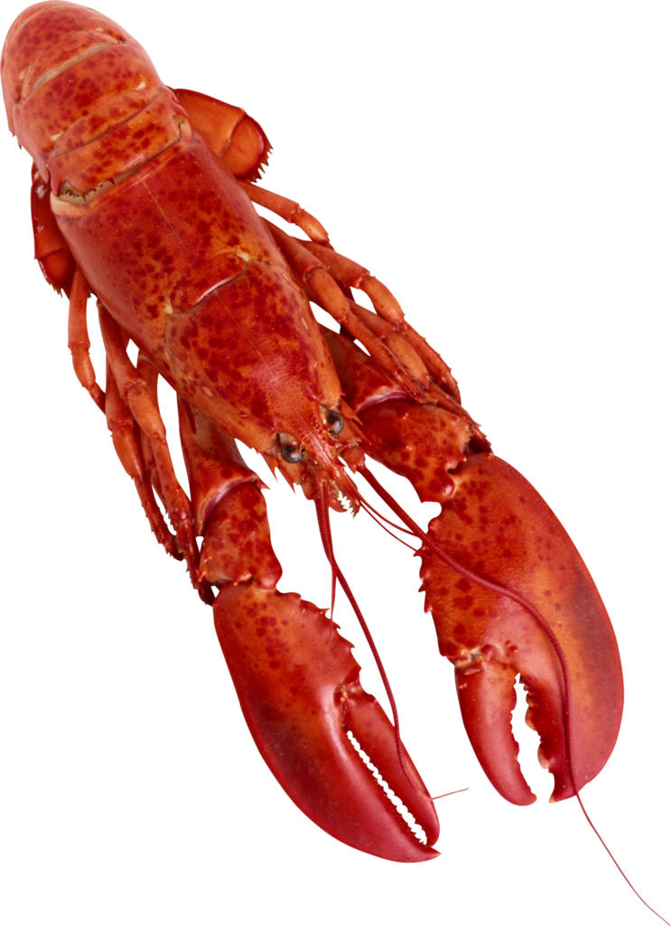 Stunning Red Crayfish on Transparent Background for Creative Designs Wallpaper