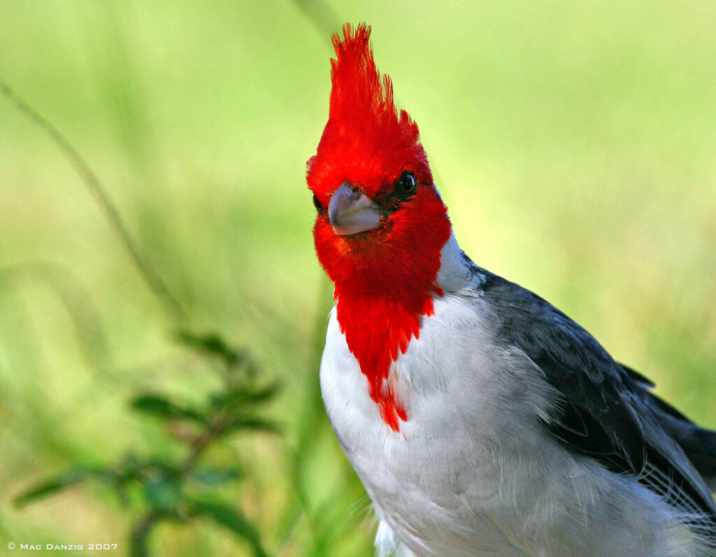 Vibrant Red-Crested Cardinal Amidst Lush Greenery - Stunning Nature Background Wallpaper