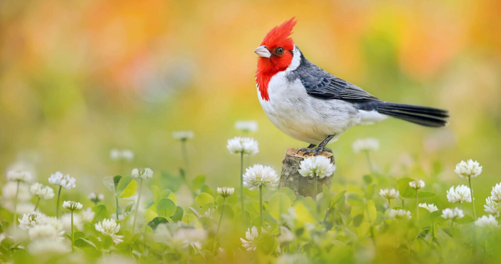 Red-Crested Cardinal in Blooming Meadow - Serene Nature Wallpaper