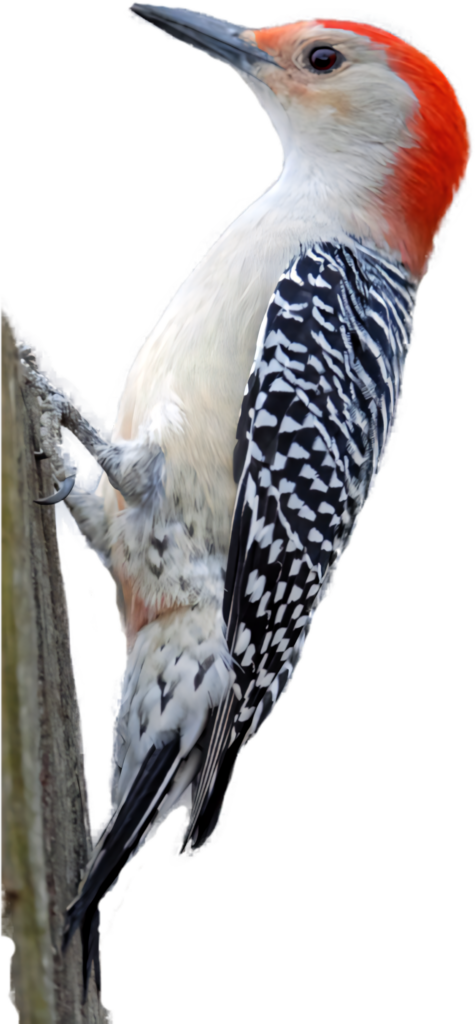 Vibrant Red-Crested Woodpecker on Tree Trunk - Nature Wallpaper