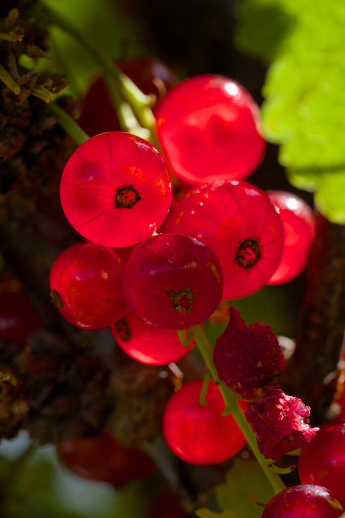 Vibrant Red Currant Berries Macro Shot - Stunning Wallpaper Background