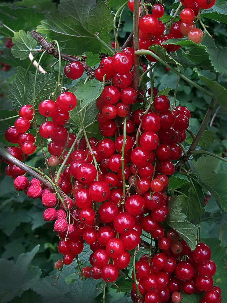 Vibrant Red Currant Berries Wallpaper: Fresh Green Foliage Background