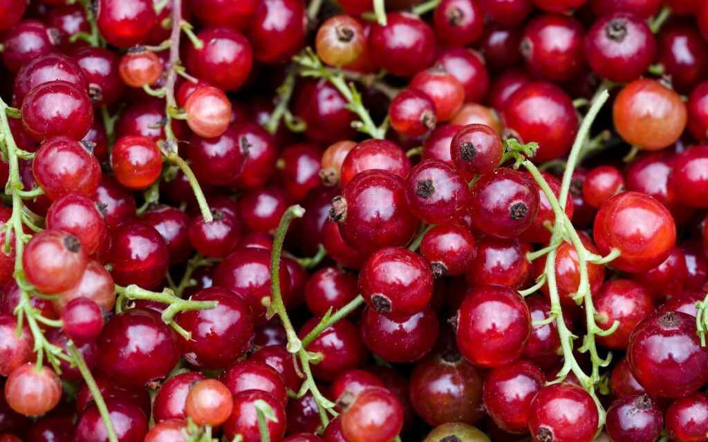 Vibrant Red Currant Clusters Wallpaper with Glossy Green Stems