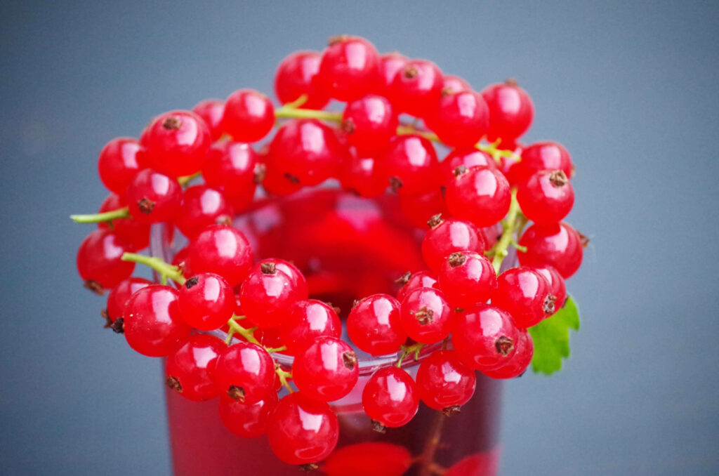 Vibrant Red Currant Wallpaper: Fresh Fruits & Drink on Simple Background