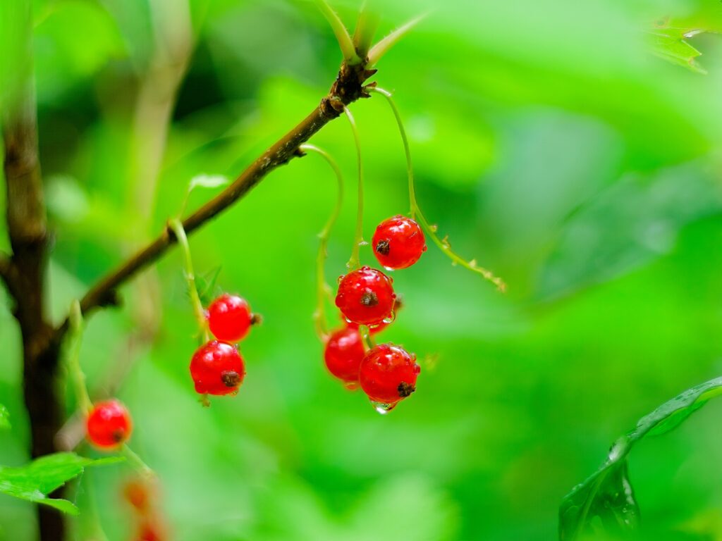 Vibrant Red Currants Macro Wallpaper with Water Droplets