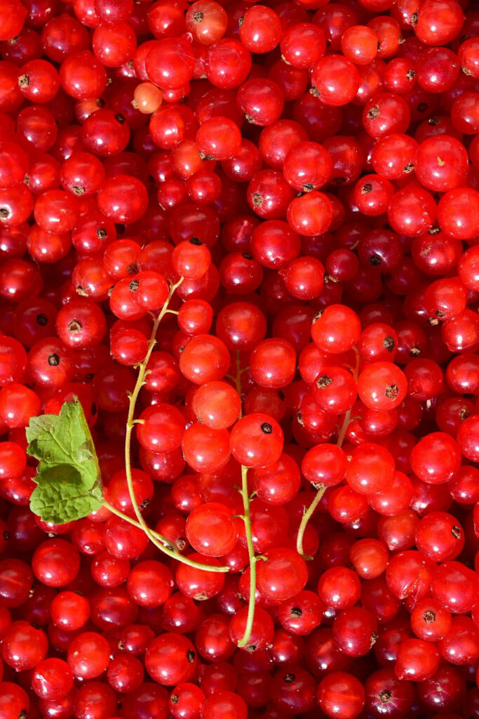 Vibrant Red Currants Wallpaper – Glossy Fruit Against Nature Backdrop