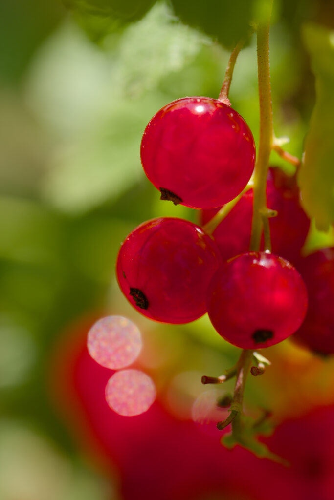 Vibrant Red Currants Wallpaper with Bokeh Background Elegance
