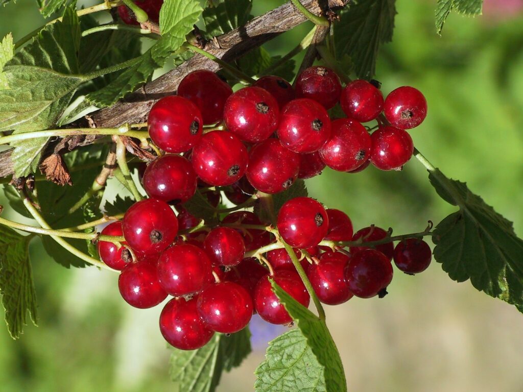 Vibrant Red Currants Wallpaper: Lush Green Leaves Background