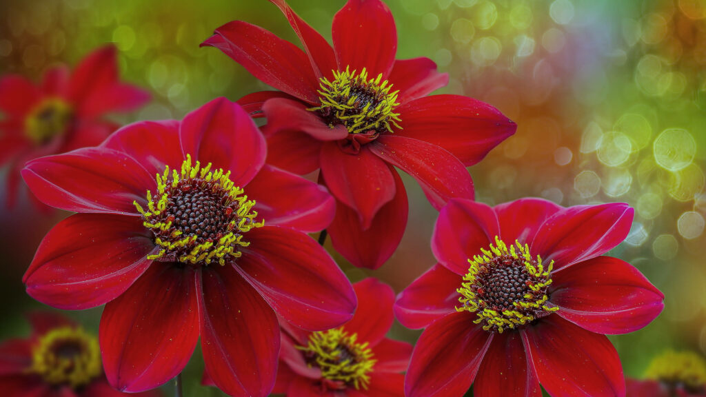 Vibrant Red Dahlia Wallpaper: Lively Spring Background for Desktops