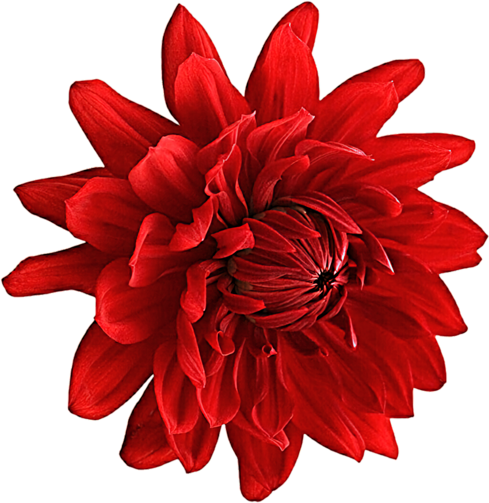 Vibrant Red Dahlia Flower Wallpaper on Transparent Background