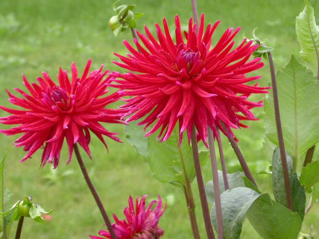 Vibrant Red Dahlia Pinnata Flowers Wallpaper Against Green Background