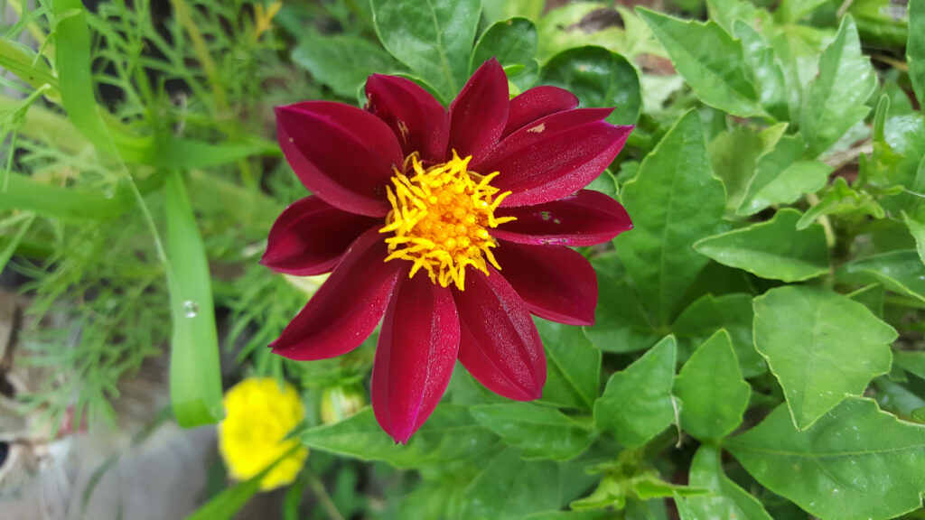 Vibrant Red Dahlia Wallpaper: Rich Color & Intricate Petals