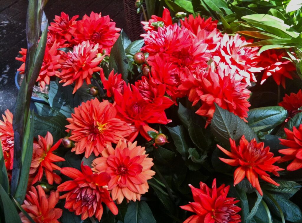 Vibrant Red Dahlias Wallpaper: Striking Floral Background