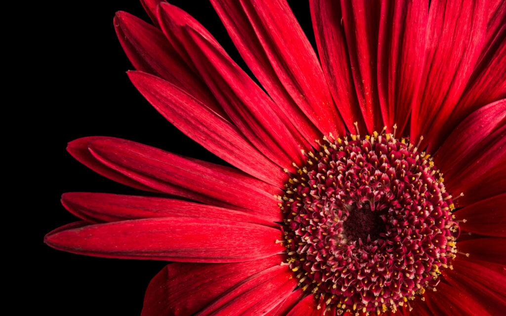 Stunning Red Daisy Close-Up Wallpaper on Black Background