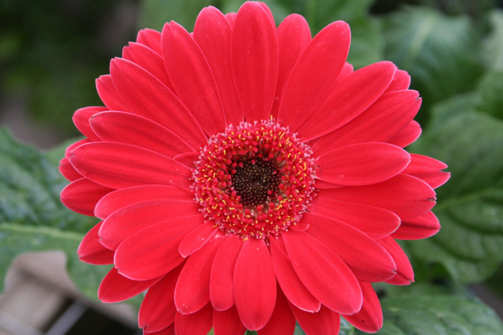 Vibrant Red Daisy in Bloom Against Lush Green Background Wallpaper