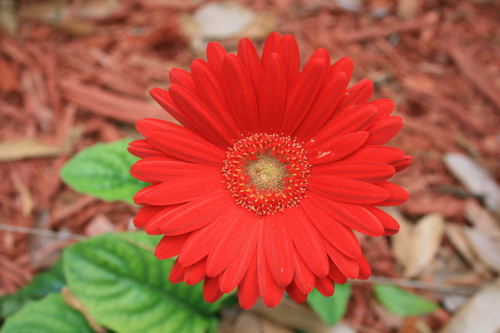 Vibrant Red Daisy Wallpaper: Detailed Flower Against Mulch & Leaves