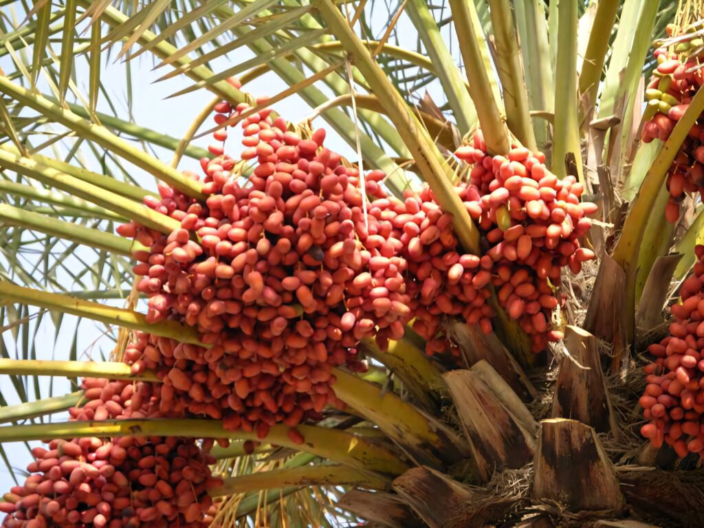 Vibrant red dates on palm tree with lush green fronds in sunlit orchard wallpaper background