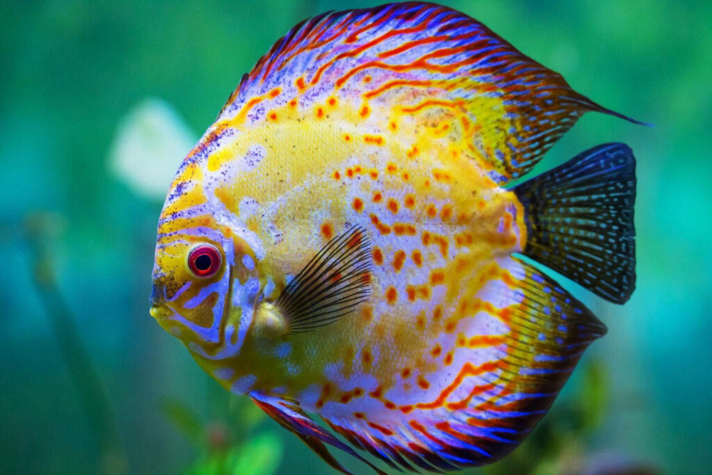 Vibrant Red Discus Fish Wallpaper with Aquatic Background