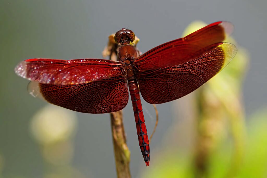 Vibrant Red Dragonfly Wallpaper: Close-Up with Intricate Wing Details