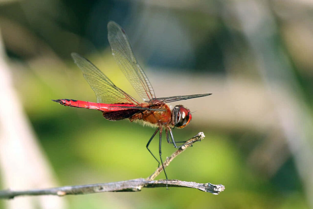 Vibrant Red Dragonfly Wallpaper: Close-Up Beauty on a Twig