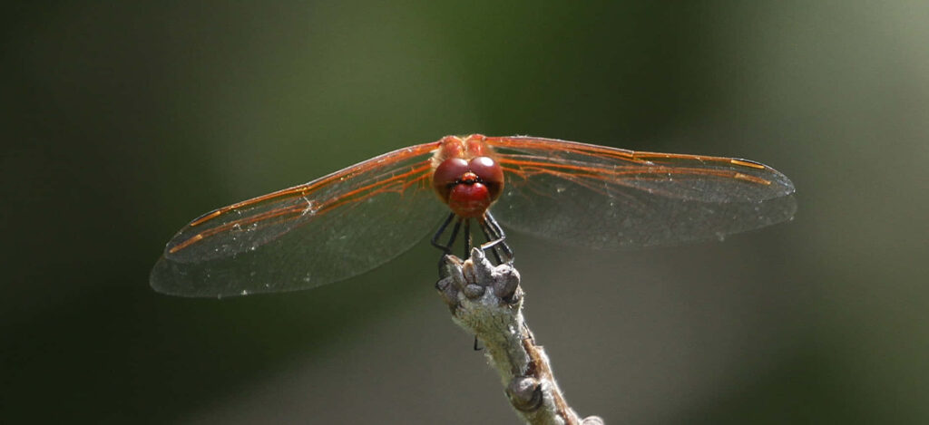 Vibrant Red Dragonfly Close-Up Wallpaper: Nature's Colorful Beauty