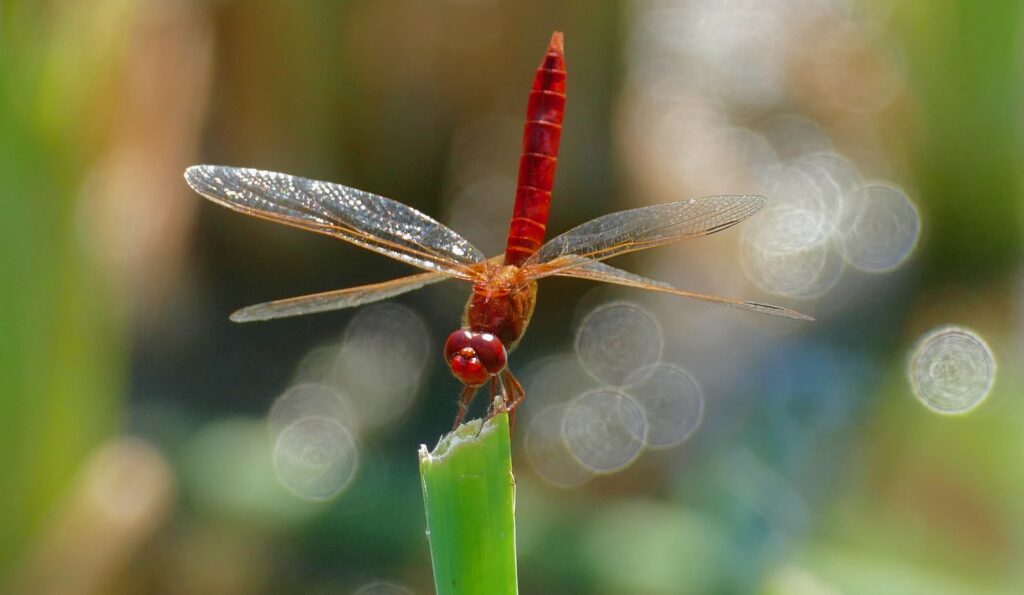 Vibrant Red Dragonfly Close-Up Wallpaper with Macro Details