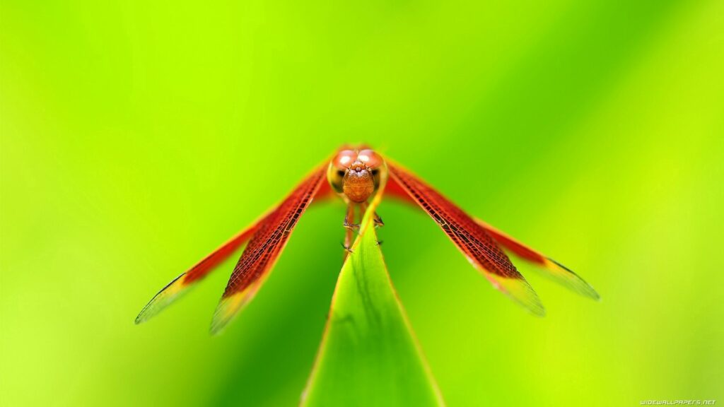 Vibrant Red Dragonfly Wallpaper: Intricate Close-Up on Green Plant