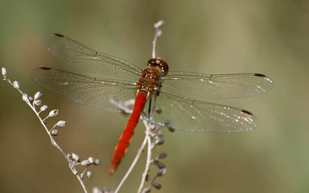 Vibrant Red Dragonfly Close-Up on Twig - Earthy Wallpaper Background