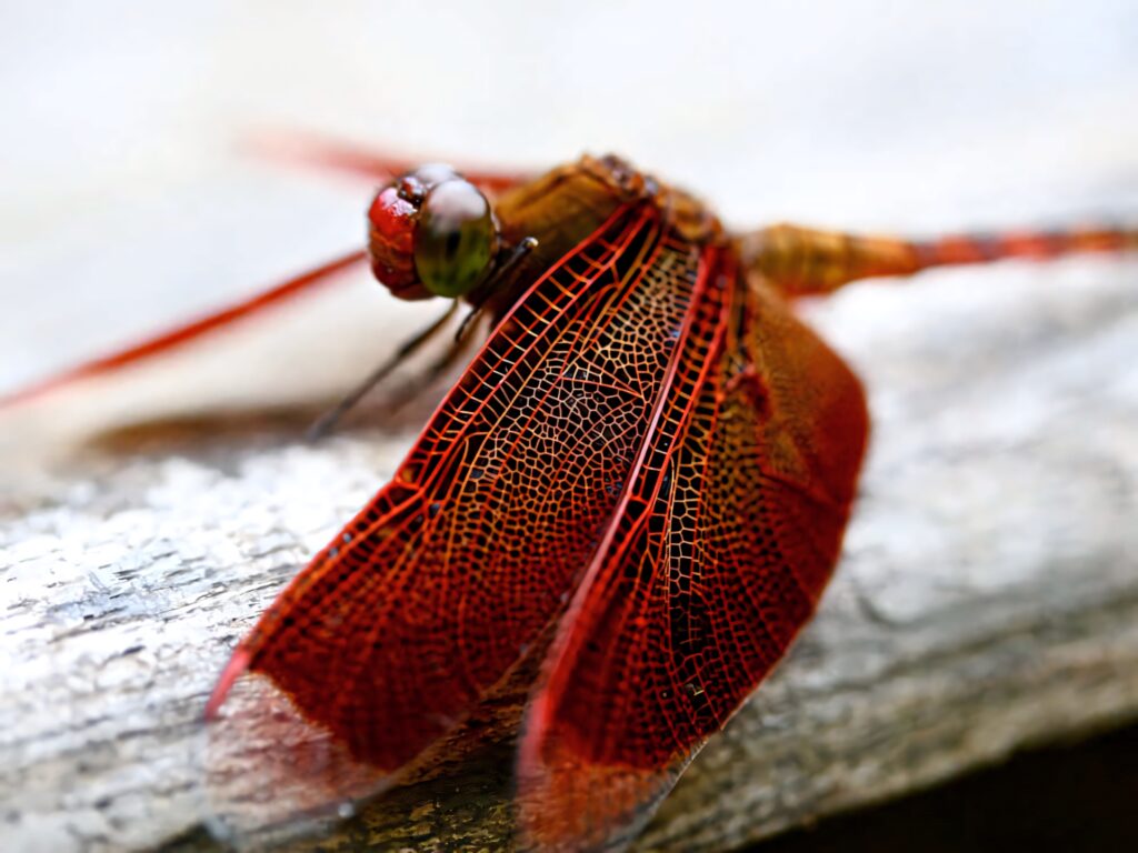 Vibrant Red Dragonfly Close-Up Wallpaper on Leaf | Intricate Patterns