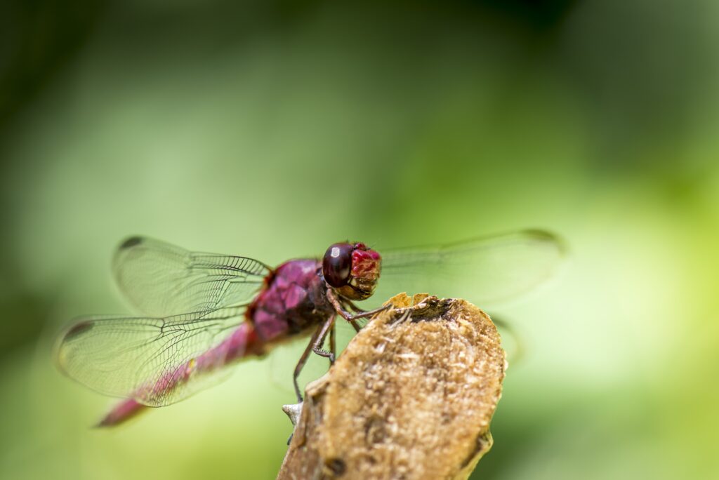 Vibrant Red Dragonfly Close-Up: Intricate Wings on Green Wallpaper