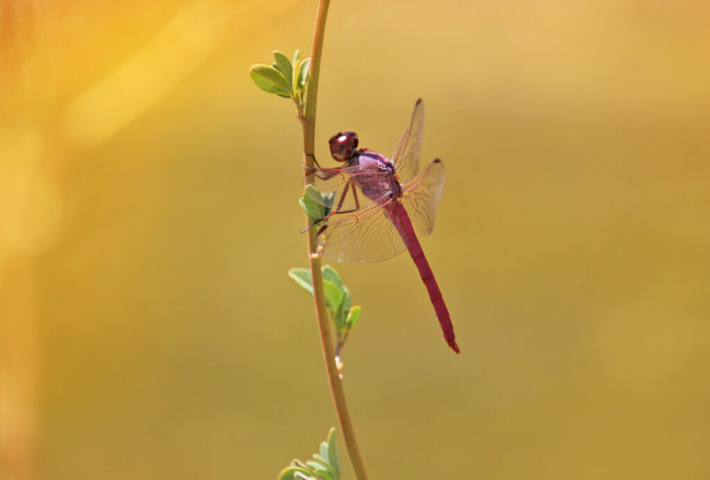 Vibrant Red Dragonfly Macro - Stunning Wallpaper Background