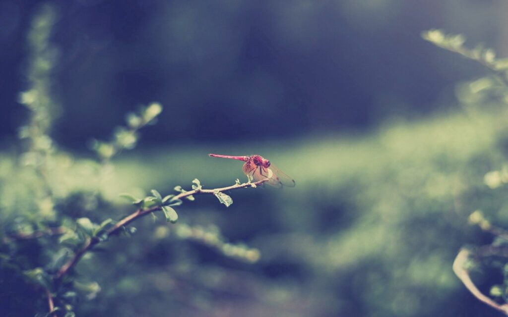 Vibrant Red Dragonfly on Branch - Serene Nature Wallpaper Background