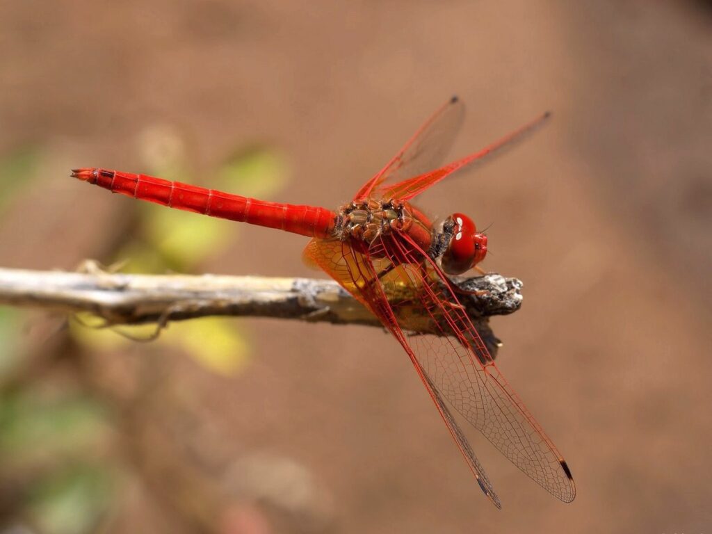Vibrant Red Dragonfly on Twig: Intricate Wings Wallpaper Background