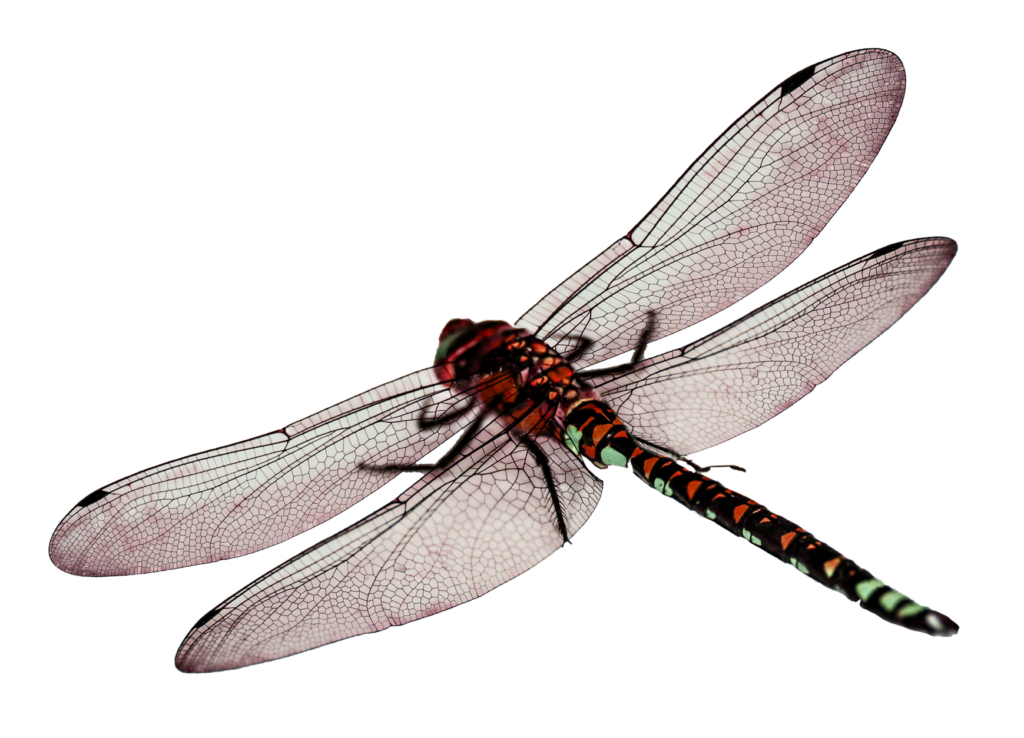 Vibrant Red Dragonfly with Transparent Wings - Nature Wallpaper